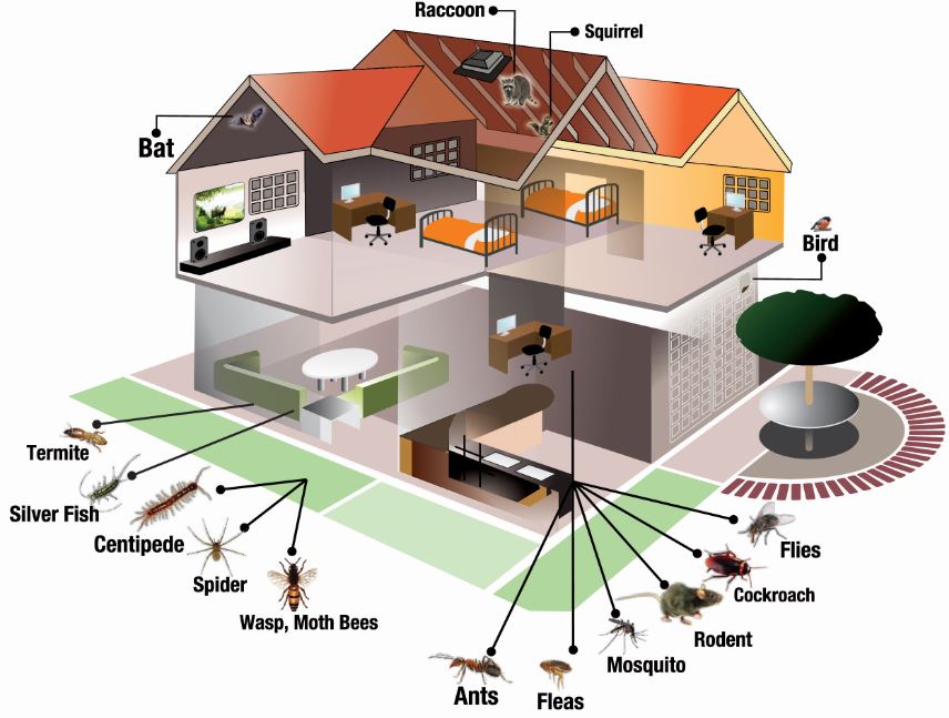 Pest Inspection and Control | Online pest removal guide